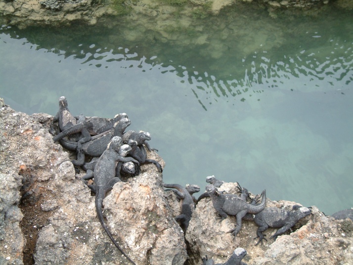 Iguanas Marinas